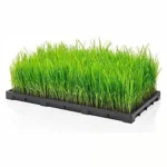 Plastic Agriculture Nursery Tray Paddy Seedling Pack Of 2 - Image 2