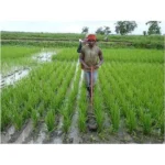 Heavy Duty Manual Cono Weeder weed remover for Agriculture use - Image 2