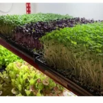 Plastic Agriculture Nursery Tray Paddy Seedling Pack Of 2 - Image 5